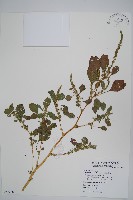 藏品(凹葉野莧菜)的圖片