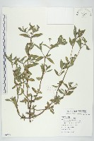 藏品(鱧腸)的圖片