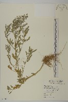 藏品(小葉藜)的圖片