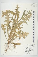 藏品(苦滇菜、苦菜)的圖片