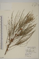 藏品(山木麻黃)的圖片