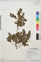 藏品(小葉黃鱔藤)的圖片