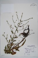 藏品(小花倒提壺)的圖片