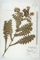 藏品(南國小薊)的圖片