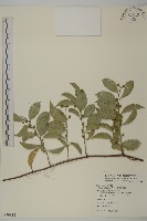 藏品(南華南蛇藤，青江藤)的圖片