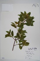 藏品(羊角扭)的圖片