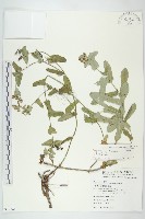 藏品(臺灣假黃鵪菜)的圖片