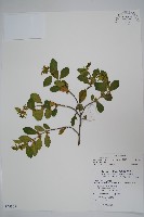 藏品(武靴藤)的圖片