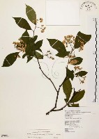 藏品(臺灣石楠)的圖片