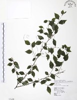 藏品(燈稱花、烏雞骨)的圖片