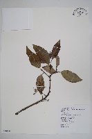 藏品(長花厚殼樹)的圖片