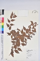 藏品(白珠樹)的圖片