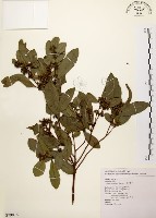 藏品(黃肉樹, 小梗木薑子)的圖片