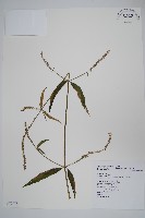 藏品(柳葉牛膝)的圖片