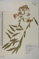 藏品(臺灣馬蘭)的圖片