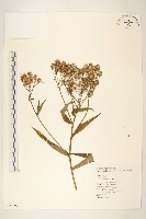 藏品(黃菀)的圖片