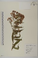 藏品(臺灣馬蘭)的圖片