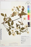 藏品(小木通)的圖片