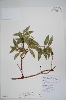 藏品(阿里山忍冬、漸尖葉忍冬)的圖片