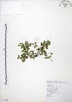 藏品(小椒草)的圖片