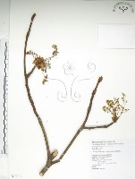 藏品(臺灣擦樹)的圖片