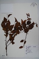 藏品(草野氏冬青)的圖片