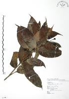 藏品(大花赤楠)的圖片