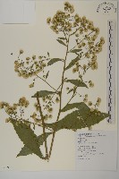 藏品(薄葉艾納香)的圖片