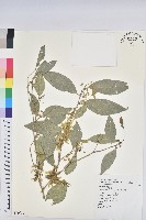 藏品(交力坪鐵色)的圖片