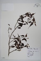 藏品(大屯尖葉槭, 川上氏槭)的圖片