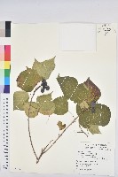 藏品(烏臼)的圖片