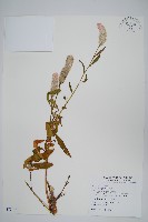 藏品(青葙)的圖片