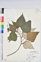 藏品(白匏子)的圖片