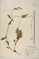 藏品(紫背草)的圖片