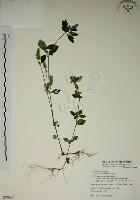 藏品(爵床)的圖片