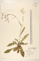 藏品(刀傷草)的圖片