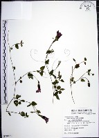 藏品(倒地蜈蚣)的圖片