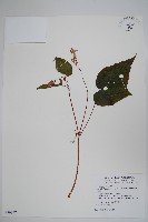 藏品(水鴨腳)的圖片