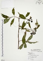 藏品(毛玉葉金花)的圖片