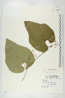 藏品(王瓜)的圖片