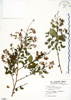 藏品(九芎)的圖片