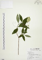 藏品(毛玉葉金花)的圖片