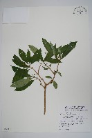 藏品(蘿芙木)的圖片