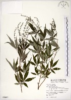 藏品(黃荊)的圖片