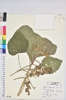 藏品(蟲屎)的圖片