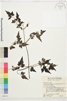 藏品(巴氏鐵線蓮)的圖片