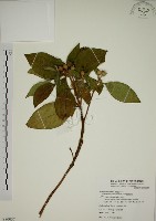 藏品(野牡丹)的圖片