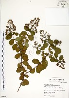 藏品(九芎)的圖片