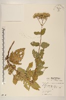 藏品(花蓮澤蘭)的圖片