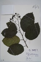 藏品(破布烏)的圖片